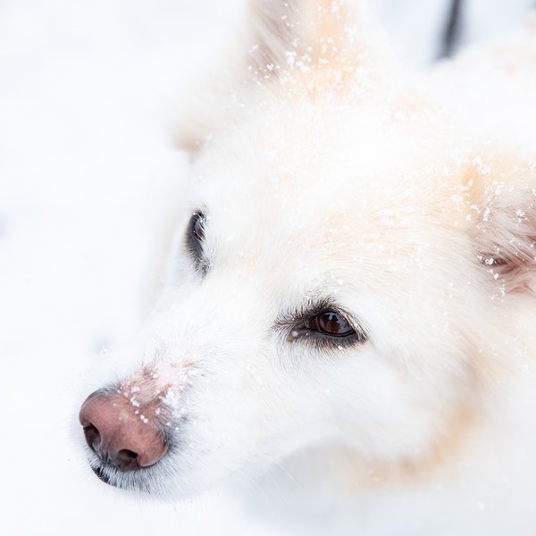 Kuma, the Far East Snowsports mascot dog, in the snow